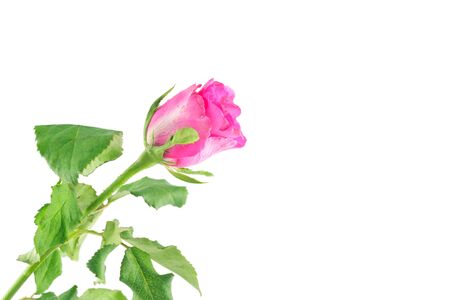 pink rose on white backgroundの写真素材