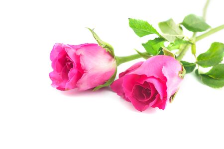pink rose on white backgroundの写真素材