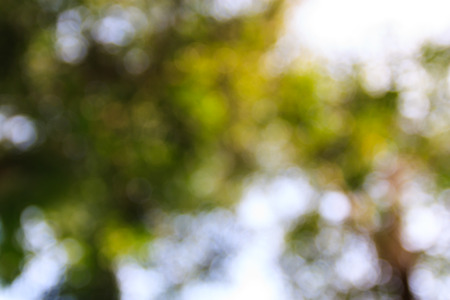 defocused bokeh light from tree backgroundの写真素材