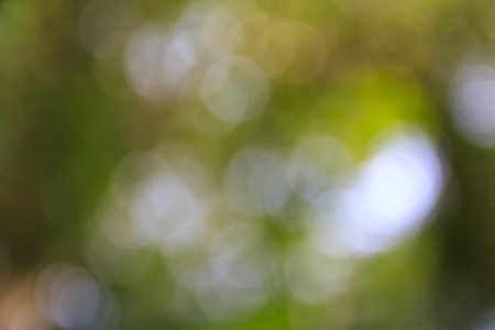 defocused bokeh light from tree backgroundの写真素材