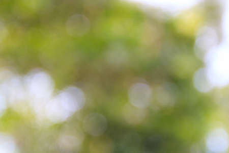 defocused bokeh light from tree backgroundの写真素材