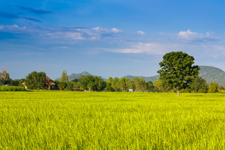 young rice plantation in Thailandの写真素材
