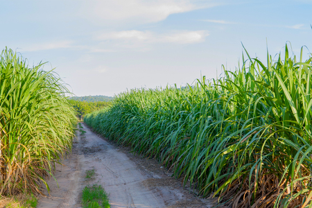 young sugarcane plantation  in Thailandの写真素材
