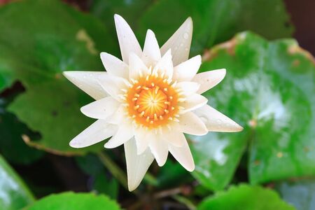 blooming water lily in the marsh,Thailandの写真素材