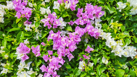blooming bougainvillea, Colorful Paper flowerの写真素材