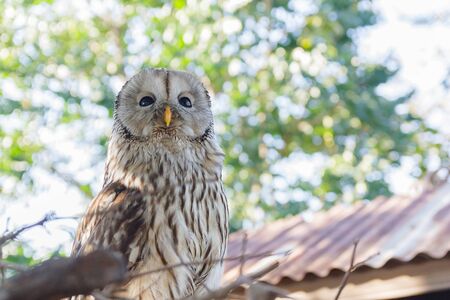 barn owl on nest,Thailand : barn owl the night hunterの写真素材