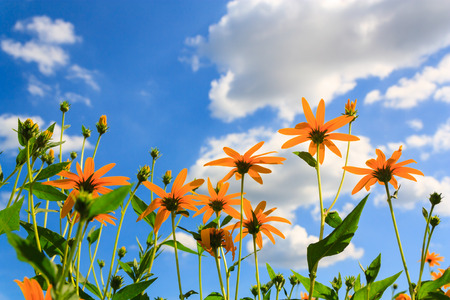 flowers Tree marigold with clouds and blue sky in Thailandの写真素材