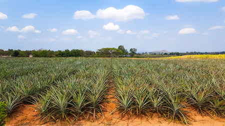 pineapple plantation under blue sky in Thailandの写真素材
