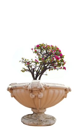 blooming bougainvillea in pot on white backgroundの写真素材