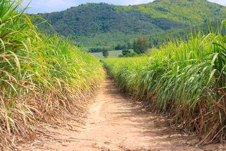 dirt road in sugarcane plantation in Thailandの写真素材