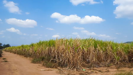 sugarcane plantation with blue sky in Thailandの写真素材