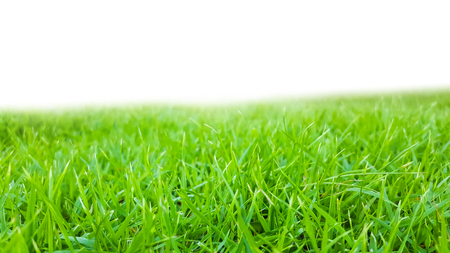 green grass texture pattern backgroundの写真素材