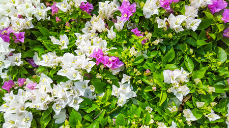 blooming bougainvillea, Colorful Paper flowerの写真素材