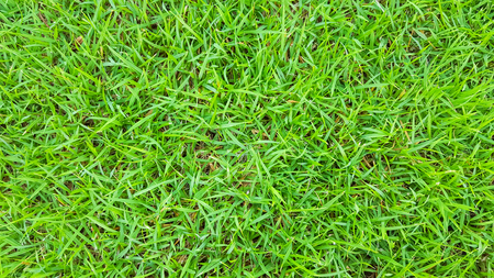 green grass texture pattern backgroundの写真素材