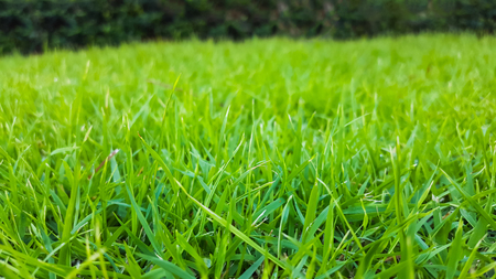 green grass texture pattern backgroundの写真素材