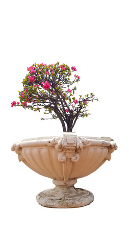 blooming bougainvillea in pot on white backgroundの写真素材