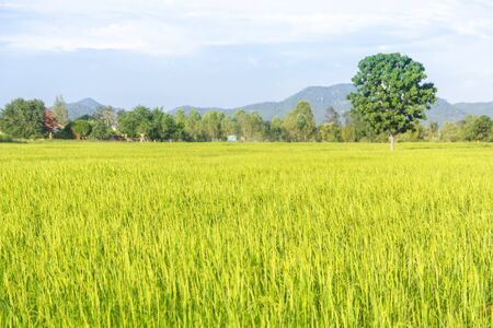 rice plantation in Thailandの写真素材