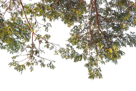 green leaf isolated on white backgroundの写真素材