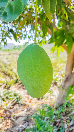 green mango on mango treeの写真素材