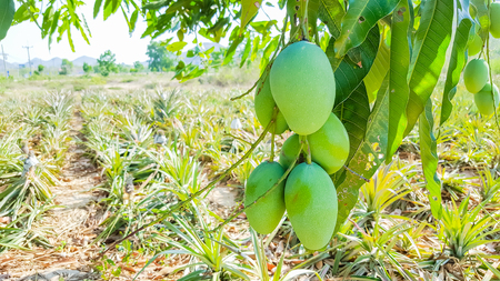 green mango on mango treeの写真素材
