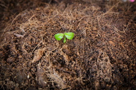 new life : young sapling on soilの写真素材