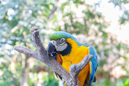 beautiful  macow standing on branch