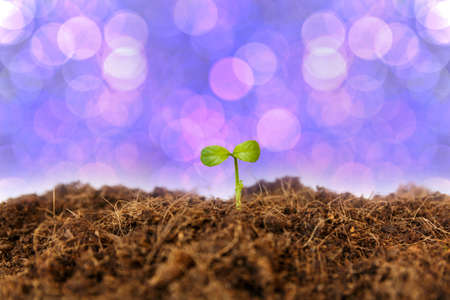 new life : young sapling on soilの写真素材