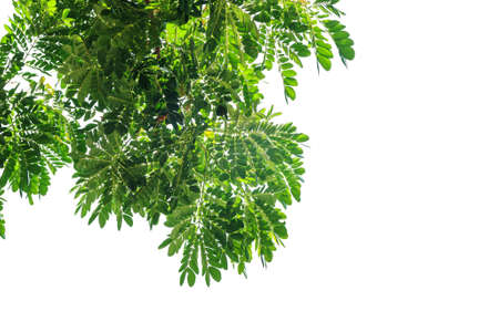 green leaf isolated on white background