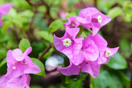 blooming bougainvillea flower , Paper flower in gardenの写真素材