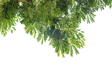 green leaf isolated on white backgroundの写真素材