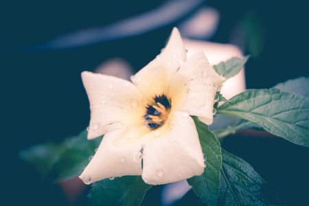 white yellow flower in garden in vintage style,sage flower