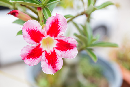 pink impala Lily flower in garden,desert rose flower (selective focus)の写真素材