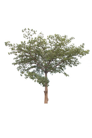 tree on white backgroundの写真素材