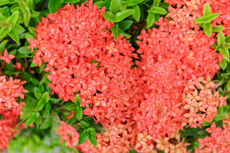 ixora flower on plant in garden, rubiaceae flower (selective focus)の写真素材