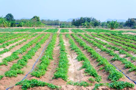 vegetable growing on plantation : morning glory vegetableの写真素材