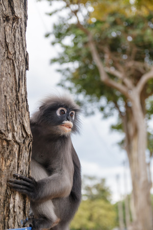 cute  action of dusky langurの写真素材