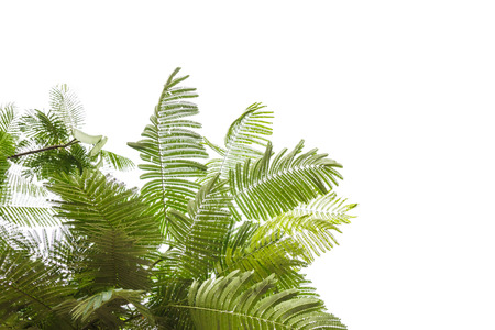 green leaf isolated on white backgroundの写真素材