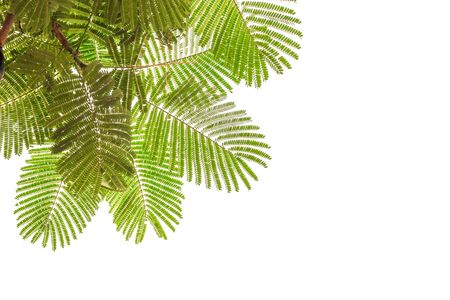 green leaf isolated on white backgroundの写真素材