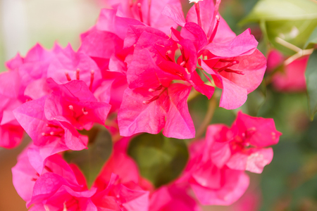 blooming bougainvillea flower , Paper flower in gardenの写真素材
