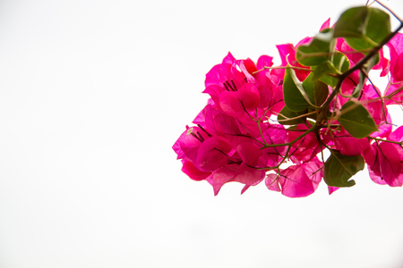 blooming bougainvillea : Colorful Paper flower on white backgroundの写真素材