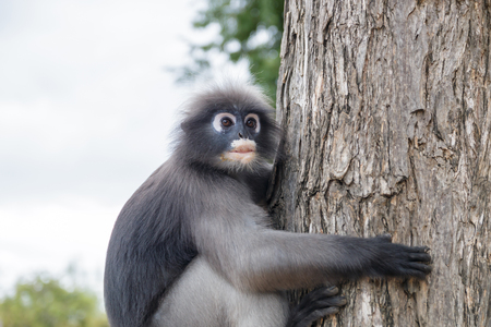 cute  action of dusky langurの写真素材