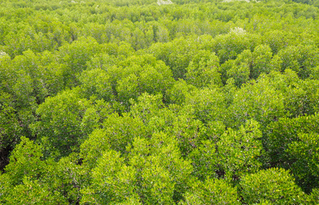 view of mangrove forest from aboveの写真素材
