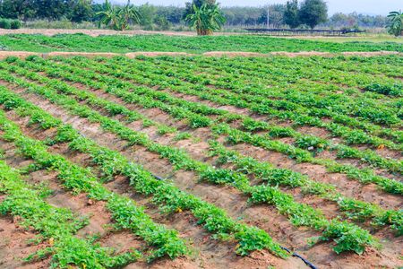 vegetable growing on plantation : morning glory vegetableの写真素材