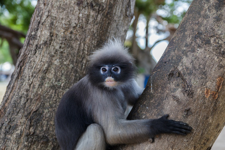 cute  action of dusky langurの写真素材