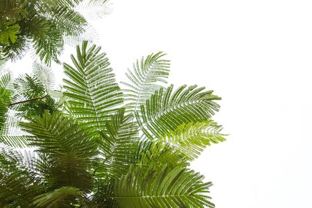 green leaf isolated on white backgroundの写真素材