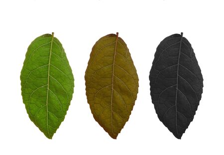 leaf on white backgroundの写真素材