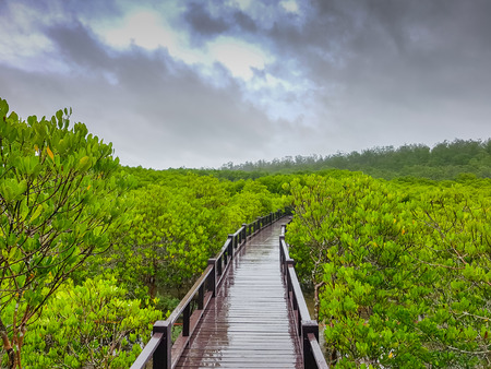 wooden walk way through the mangrove forestの写真素材