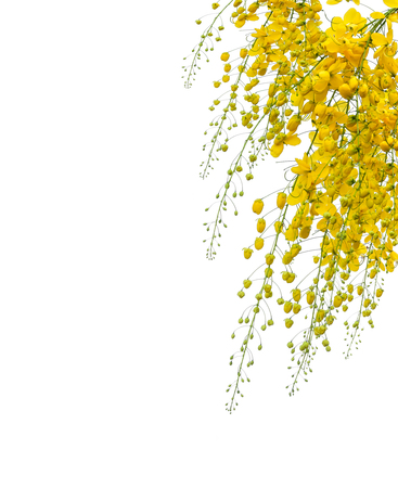 golden flower isolated on white backgroundの写真素材