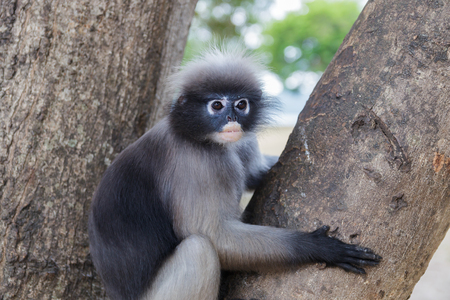cute  action of dusky langurの写真素材