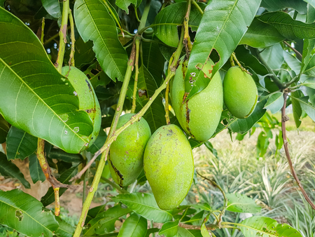 green mango on mango treeの写真素材